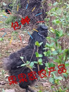 农家自养黑凤乌鸡原种蛋黑乌鸡受精蛋十大名鸡药鸡破损包赔