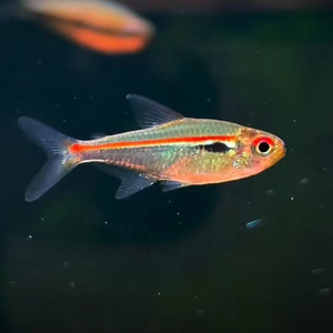 000人付款淘宝进口稀有阿玛帕三色灯鱼灯科鱼群游小型热带观赏鱼草缸