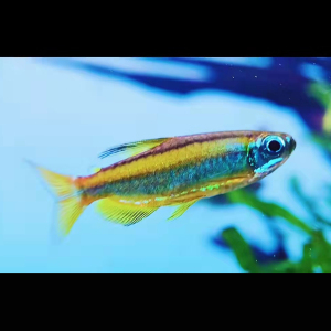 黄金二线刚果樱桃火焰超级彩虹绿霓虹范特西黄尾灯鱼淡水群游观赏