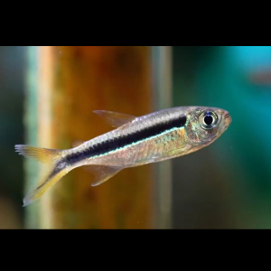 企鹅灯鱼拐棍红尾大企鹅淡水群游热带活体观赏鱼苗好养