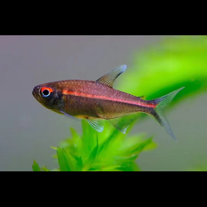 粉红霓虹灯鱼草缸群游淡水热带活体观赏鱼苗好养稀有可混养