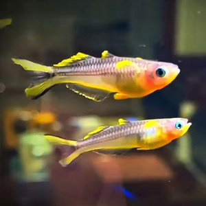 霓虹燕子鱼燕子美人太平洋甜心燕子橘色珍珠燕子中上层鱼可混养