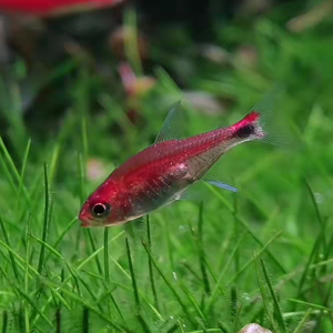 血红露比灯鱼喷火灯红蚂蚁一线圆点梦幻小丑霓虹光点淡水热带群游