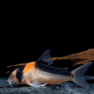 黑金红头鼠鱼f1淡水群游热带观赏工具鱼清理食物残渣