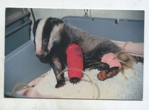 2006年 英国 实寄 老明信片 受伤的小动物 女皇邮票