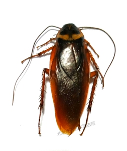 佳影  澳洲大蠊标本 湿虫 广西蜚蠊目 经典蟑螂 昆虫标本科普教学