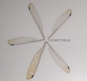 豆娘翅膀标本;单片;约2厘米左右;蝶翅画教学科研蜻蜓翅膀