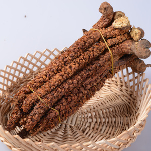 东北长白山野生不老草100克回春草列当草苁蓉泡酒煲汤泡茶料新货