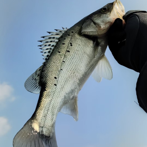 七星鲈海鲈花鲈淡水冷水不加温凶猛鱼非加州鲈淡化品种吃小鱼小虾