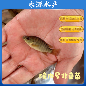 正宗鲜活脆肉罗非鱼苗种 特大种脆肉福寿鱼苗热带淡水养殖活体鱼