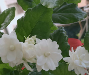 盆栽观花香花卉 尖叶宝珠茉莉花宝塔小苗 单枝10厘米高带原盆土