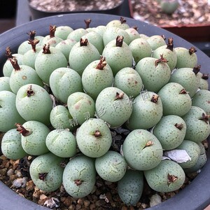 包邮荧光玉杂多肉植物青姬杂番杏肉锥花多头群生一物一拍阳台绿植