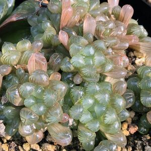 姬玉露 多肉植物宝草十二卷多头群生老桩一物一拍办公室绿植花卉