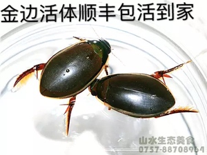 李文练淘宝海丽鲜贝大金边龙虱活体水蟑螂鲜活治尿水甲虫水龟子包活
