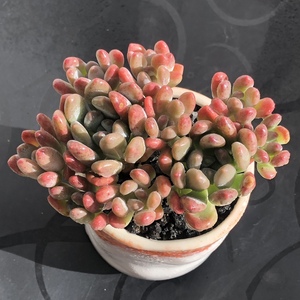 灯美人老桩整桩冠幅11cm多肉植物一物一拍