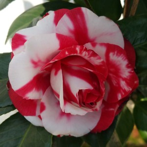 吉普赛女郎茶花苗