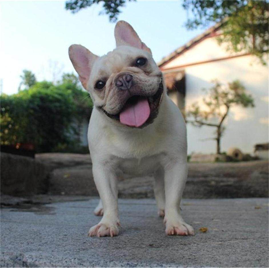 厦门多乐法斗俱乐部,厦门法国斗牛犬繁殖权威,家庭伴侣绝佳宠物