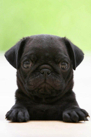 圆客厅形卧室卡乐仕特价丝毛 电脑椅地毯化纤涤纶卫浴门厅其他/ot