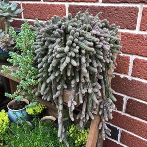 多肉植物仙人指 白檀 开红花 创意仙人球 毛毛虫 仙人虫 垂吊绿植