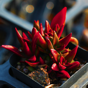 赤鬼城 多肉植物 状态肉肉 室内盆栽植物基地直发包邮