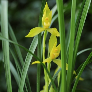 兰花表妹春剑西蜀道光  经典黄素 高端阳台室内花卉盆景 四川兰花