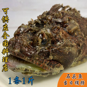 大连海捕石头鱼 鲜活虎鱼  先生鱼 海鱼当日捕捞新鲜水产1条500g