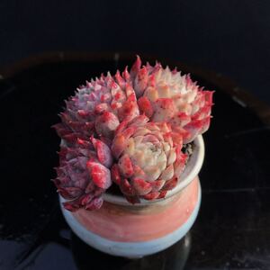 售主图 朱砂痣 多肉 老桩无砍整 一物一拍 满 包邮12.28拍 精控