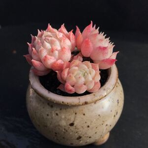 售主图 朱砂痣 多肉 老桩无砍整 一物一拍 满 包邮1.6拍 精控