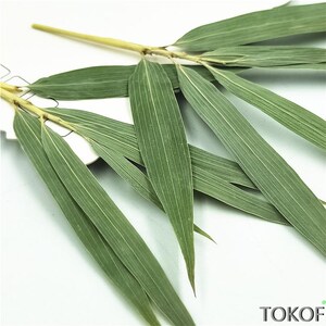 竹叶真树叶幼儿园小学生课外手工压花押干花书签贴脸装饰植物标本