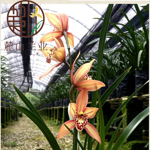 翁源兰花苗韩国桃花小花蕙兰窗台茶几客厅卧室办公室花卉绿植盆栽