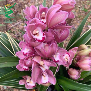 翁源兰花带花苞大花蕙兰中国龙金边艺苗卧室内阳台办公桌绿植花卉