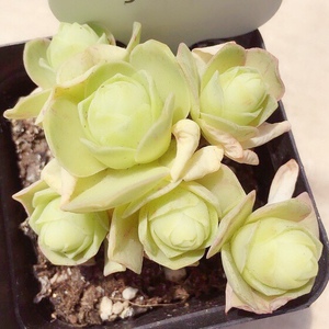 鸡蛋山地玫瑰白玉鸡蛋群生多头一物一拍新品大棚直销多肉植物