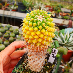 cute肉植   银春锦 仙人球 多肉植物 一物一拍3.20