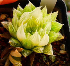 多肉三角琉璃莲