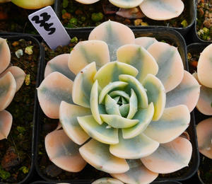 cute肉植  鲁氏锦b12  一物一拍12.3日 多肉植物