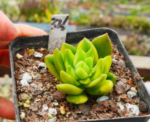 cute肉植  青丽锦326w2  一物一拍 3.6日多肉植物