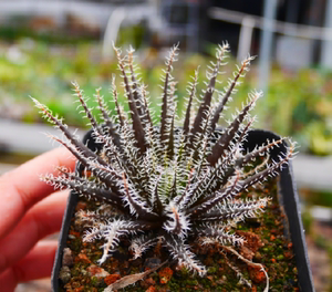 cute肉植 琉璃姬孔雀单头随机 十二卷 多肉植物