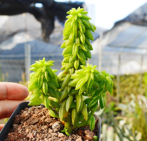 cute肉植 斧叶椒草 b10尾 多肉植物 随机群生 11.10