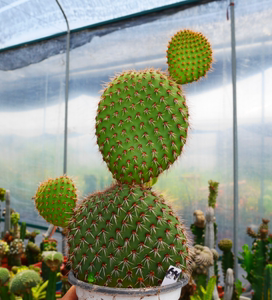 cute肉植 野狐团扇 仙人球 多肉植物 一物一拍