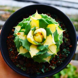 【cute肉植】多肉植物 龙舌兰 王妃雷神黄中斑 一物一拍