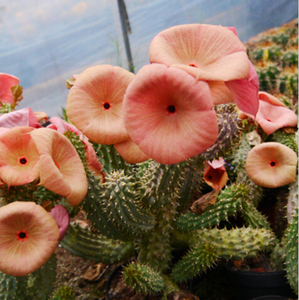 cute肉植  hoodia gordonii   萝藦女王 摩耶夫人  多肉植物