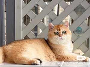 头像是爸爸,金建成小猫接受预定