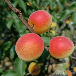 福建诏安新鲜现摘黄梅高山泡酒青梅大果深山酸梅子胭脂粉红梅5斤