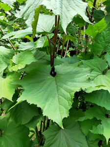 有齿鞘柄木接骨丹中草药材种苗观赏药用庭院别墅绿化苗木.