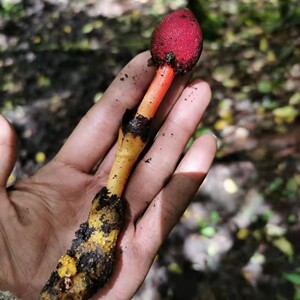 筒鞘蛇菰盾片蛇菰野生中草药材种苗菌类食材回春草