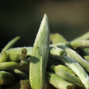 2023福鼎磻溪闊罗产区头采白毫银针 复合日晒 50g装 花香型