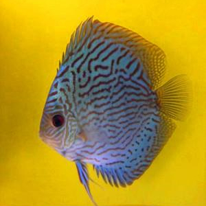 七彩神仙鱼蓝松石活体鱼苗红松石德松眼镜松巨人松热带观赏鱼包邮