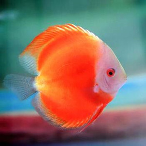 七彩神仙鱼红盖子红金红妃鱼苗财神野血松石热带鱼南美观赏鱼包邮