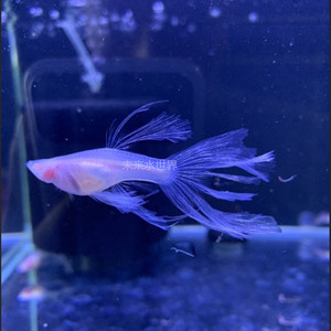 孔雀鱼燕尾水晶玻璃体缎带大c透明鱼玻璃猫凤尾鱼免包邮活的纯种