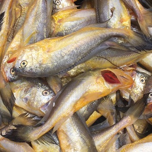 新鲜野生大头梅童鱼 梅子鱼 黄梅童 当天捕捞宝宝辅食1斤28条左右